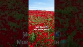 По дороге в Мерке . Маковые луга .