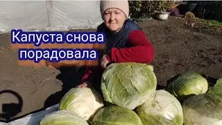 Сезон закончен. Осталось навести порядок в огороде, посадить чеснок и можно впадать в спячку😁