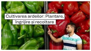 Cultivarea ardeilor: Plantare, Soiuri si Lucrari de Ingrijire