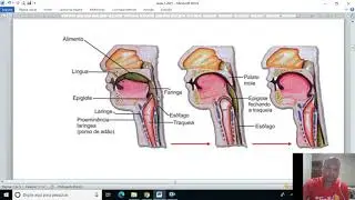 Fisiologia da digestão  Parte 1