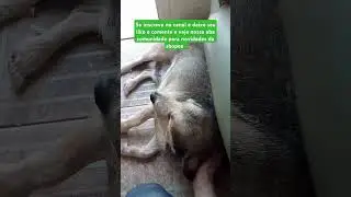Dog mega fofinho #cachorro #br #pets