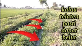 Mancing belut di spot parit ladang tebu 