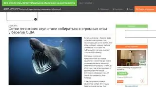 Сотни гигантских акул стали собираться в огромные стаи у берегов США.