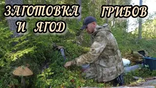 Заготовка грибов и ягод