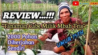 REVIEW TANAMAN CABE MILIK MBAH TRIS | PEMUPUKAN RUTIN 2000 POHON CABE KRITING | @kendeltani