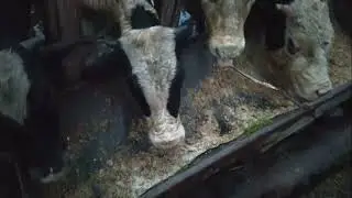 Вкусняшки для быков