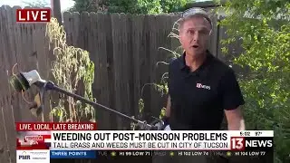 Monsoon may be fading but weeds hanging around