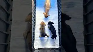 I saved 3 puppies 🥹