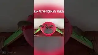 Простая ЛОВУШКА Для Мышей 