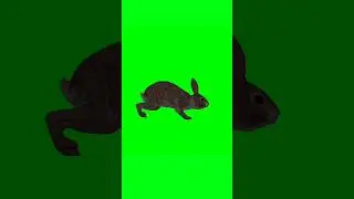 Rabbit running green screen animation video