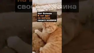 Кот больше 6 лет жил на могиле своего хозяина
