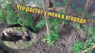 Мой огород на начало июня. Сколько чего сажаю и почему огород небольшой