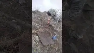 кабки шикори фуруши гарантия 4000см ватсаб +79779624809