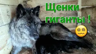 Гигантские щенки волка. 