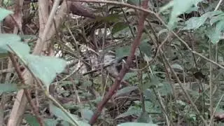 hectic bird takes ecstasy, has hoedown on log