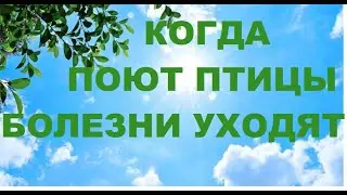 ПЕНИЕ ЛЕСНЫХ ПТИЦ УСПОКОИТ НЕРВНУЮ СИСТЕМУ,ЗВУКИ ИЗДАВАЕМЫЕ ПТИЦАМИ ЦЕЛИТЕЛЬНЫ И  ВЫСОКОВИБРАЦИОННЫ.