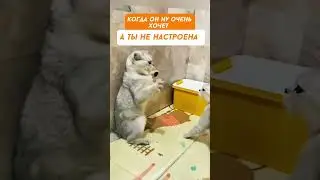 Жена, а ты меня любишь? Как мужу любовь-пятеро детей #забавныекоты #кот #смешныекоты #приколыскотами