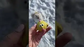 КАССИ ИСПАЧКАЛАСЬ В КУЧЕ 💩