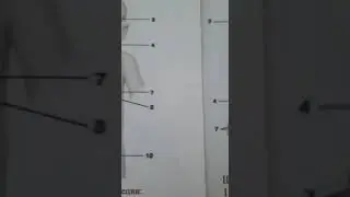 калкан бези