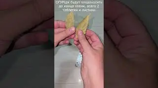 ОГУРЦЫ будут плодоносить до конца осени, всего 2 таблетки и листики #огурцы #подкормка #огород