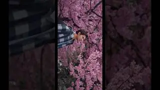 Tokyo in SAKURA season | Sony fx3 with helios 44-2 58mm f2 lens #shorts #sonyfx3 #tokyo #cinematic