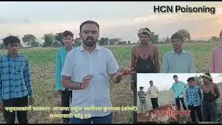 ज्वारीच्या कोमट्या पासून पशूंना होते विषबाधा # HCN Poisoning# Cyanide poisoning Jalgaon Jamod