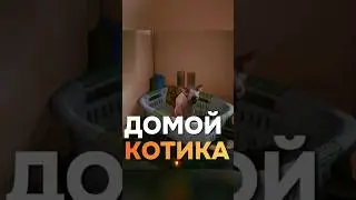 Как приручить кота (Нибблс) в Cyberpunk 2077 / Где найти корм для кота