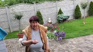 Дождались дождя ! Можно сажать огурцы ! Капуста отошла