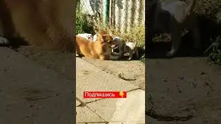 — Не на ту наехала, лошадь ушастая 😠! #амбулли