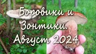 Поход по грибы 17 августа 2024 года