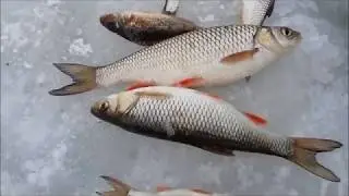 Зимняя рыбалка. Голавль.