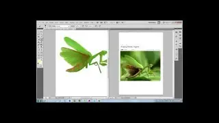 Praying Mantis Digital Painting in Photoshop