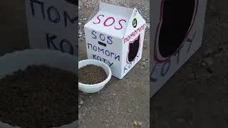 Милота.  Помогли коту.