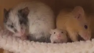 One Happy Little Family