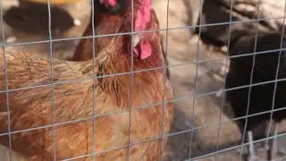 У курочек