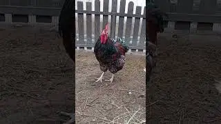 Ливенская ситцевая. Красочный Мультик 