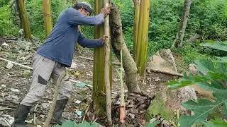 SUPAYA PISANG BERBUAH LEBAT DAN SEHAT