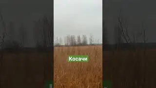 налет косачей...