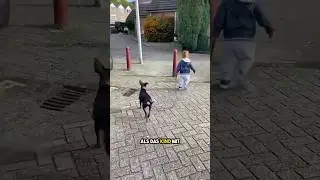 Kluger Hund behebt den Fehler des Kindes 😳