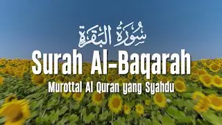 SURAH AL BAQARAH | Setan Kabur dari Rumah | Penenang Hati dan Pikiran | Ahmad Al Shalabi