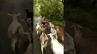 Предводитель коз.