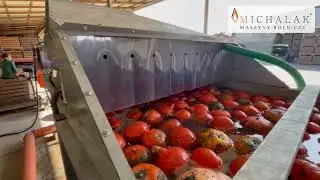 Линия для мытья тыквы