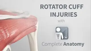 Rotator Cuff Injuries | Complete Anatomy