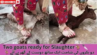Two Goats ready for Slaughter | pre-slaughter vlog