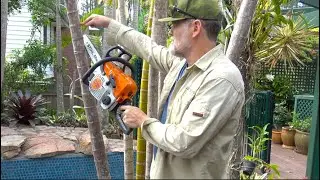 How To Remove A Golden Cane Palm Tree