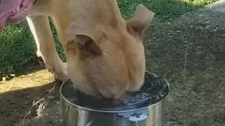 My Dog Doesn't Know How to Drink Water