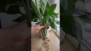 Сколько спатифиллум может расти в воде без земли? 🪴