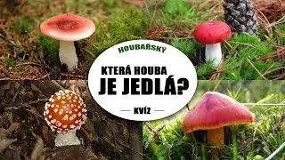 Houbařský kvíz: Poznáte jedlé i jedovaté houby?