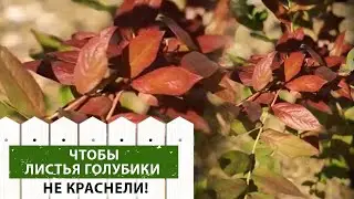 Красные листья у голубики: причины и решения проблемы #shorts