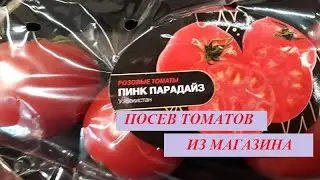 Томат ПИНК ПАРАДАЙЗ - посев из магазинного помидора свежими семенами. Сорт или Гибрид?